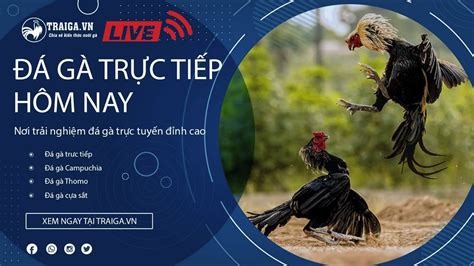 dagatructuyenvn|Xem Đá Gà Trực Tiếp Hôm Nay .